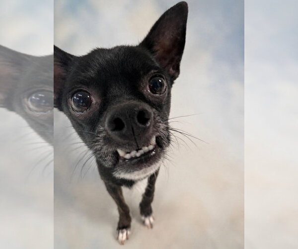 Medium Photo #3 Chihuahua-Unknown Mix Puppy For Sale in Canton, CT, USA