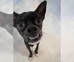 Small #2 Chihuahua Mix