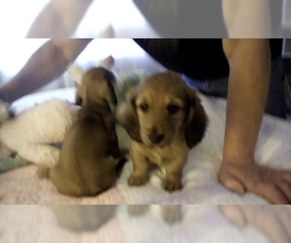 Medium Photo #9 Dachshund Puppy For Sale in GARDEN GROVE, CA, USA