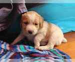 Small Photo #4 Brittany Puppy For Sale in WESTFIR, OR, USA