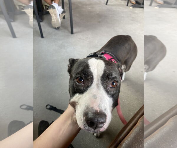 Medium Photo #10 Boston Terrier-Unknown Mix Puppy For Sale in Sanford, FL, USA