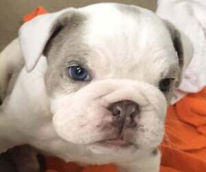 Bulldog Puppy for sale in OAK HILL, OH, USA