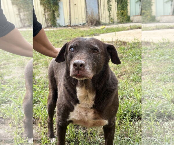 Medium Photo #2 Labrador Retriever-Unknown Mix Puppy For Sale in Jackson, MS, USA
