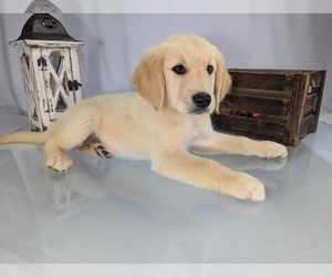 English Cream Golden Retriever Litter for sale in WOOSTER, OH, USA