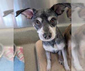 Havanese-Unknown Mix Dogs for adoption in San Martin, CA, USA