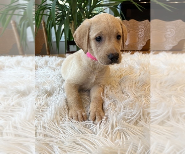 Medium Photo #1 Labrador Retriever Puppy For Sale in ELKTON, KY, USA