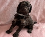 Small #2 Poodle (Standard)