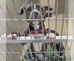 PEARL - Female Mutt Dog for Adoption - Small photo
