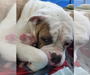 Olde English Bulldogge Puppy for sale in ATHENS, AL, USA