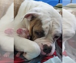 Small Photo #1 Olde English Bulldogge Puppy For Sale in ATHENS, AL, USA