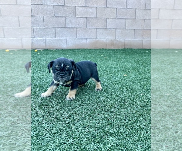 Medium Photo #3 Bulldog Puppy For Sale in LAS VEGAS, NV, USA