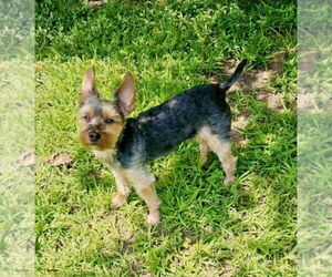 Mutt Dogs for adoption in Caldwell, NJ, USA
