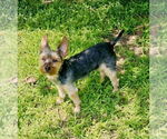 Small Mutt
