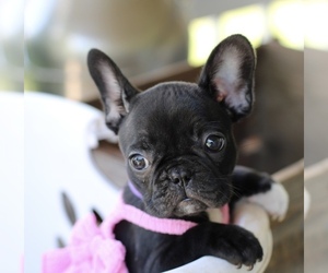 French Bulldog Puppy for sale in ELIZABETH, WV, USA