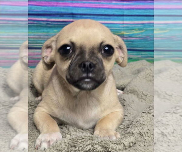 Medium Photo #2 Chug Puppy For Sale in Lakewood, CO, USA