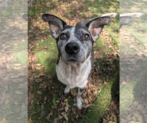 Catoosa - Female Mutt Dog for Adoption - Photo #2