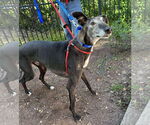 Small #4 Greyhound