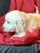 Small Photo #4 Golden Retriever Puppy For Sale in MORGANTOWN, IN, USA