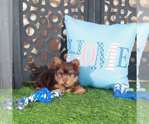 Yorkshire Terrier Puppy for Sale in MOUNT VERNON, Ohio USA