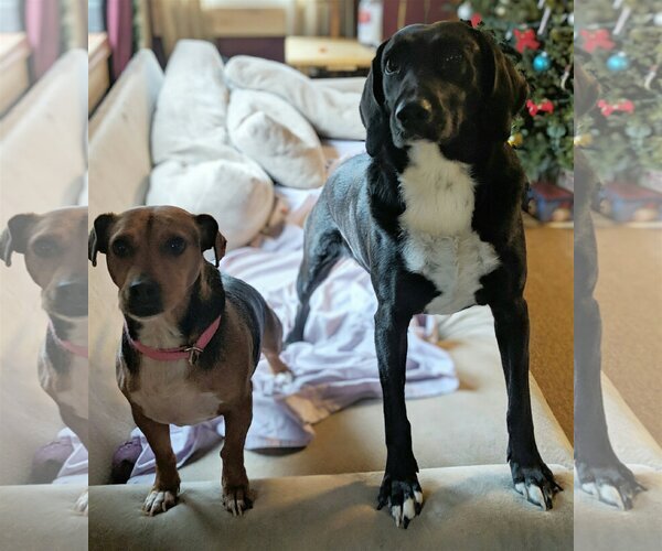 Medium Photo #2 Labrador Retriever-Unknown Mix Puppy For Sale in Rockaway, NJ, USA