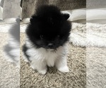 Puppy Gus Gus Pomeranian