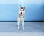 Small #1 Siberian Husky