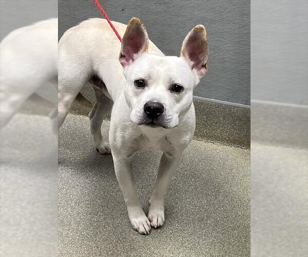 Medium Photo #1 Mutt Puppy For Sale in Las Vegas, NV, USA