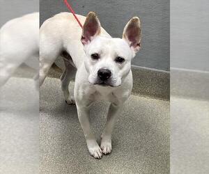 Mutt Dogs for adoption in Las Vegas, NV, USA