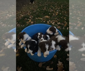 Border Collie Puppy for sale in NEW HOLLAND, PA, USA
