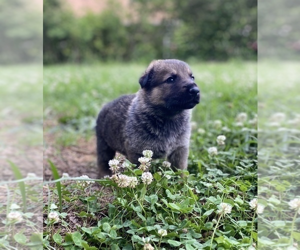 Medium Photo #28 German Shepherd Dog Puppy For Sale in CARROLLTON, GA, USA