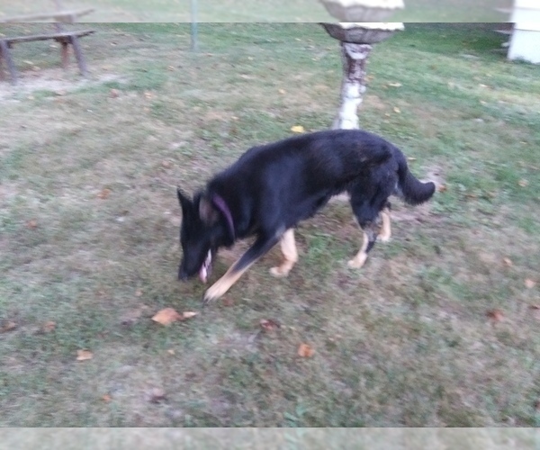 Medium Photo #1 German Shepherd Dog Puppy For Sale in CLOVERDALE, IN, USA