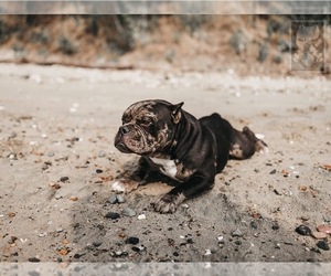 Father of the American Bully puppies born on 07/10/2019