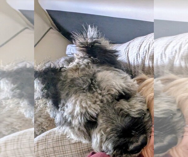 Medium Photo #1 Bouvier Des Flandres Puppy For Sale in RIVERSIDE, CA, USA