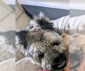 Father of the Bouvier Des Flandres puppies born on 10/29/2025