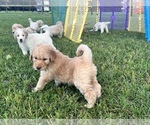 Small Photo #7 Goldendoodle-Poodle (Standard) Mix Puppy For Sale in ASHVILLE, AL, USA