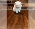 Small Photo #5 Pomeranian Puppy For Sale in FORT WAYNE, IN, USA