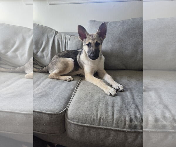 Medium Photo #1 German Shepherd Dog Puppy For Sale in La Grange , NC, USA