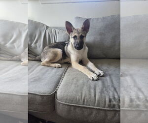 German Shepherd Dog Dogs for adoption in La Grange , NC, USA