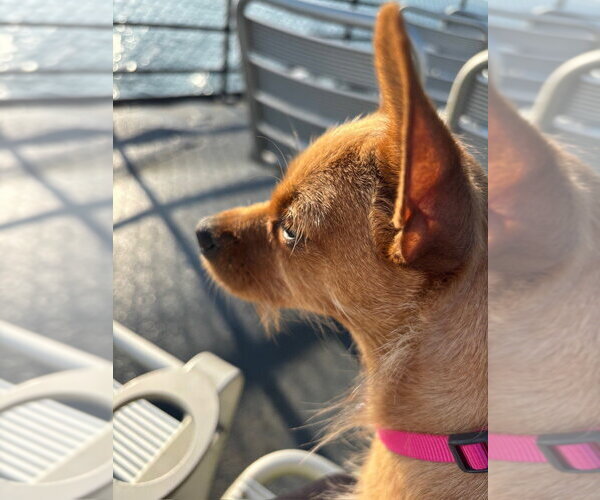 Medium Photo #6 Chihuahua Puppy For Sale in Oak Bluffs, MA, USA