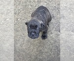 Litter of 2 - Male Cane CorsoLitter of Puppies for Sale - Small photo