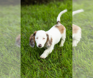 Dachshund Puppy for sale in BREMEN, IN, USA