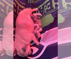 Mother of the French Bulldog puppies born on 06/12/2023