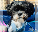 Small Shih Tzu Mix