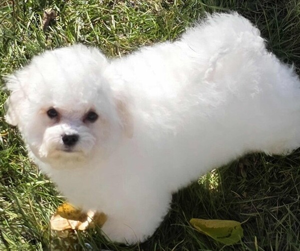 Medium Photo #1 Bichon Frise Puppy For Sale in WAYLAND, MI, USA