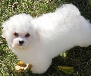 Bichon Frise Puppy for sale in WAYLAND, MI, USA