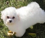 Small Bichon Frise