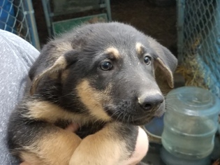 German Shepherd Dog Puppy for sale in SCIO, OH, USA