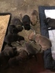 Small Photo #20 Belgian Malinois-Dutch Shepherd Dog Mix Puppy For Sale in BRIGHTON, TN, USA