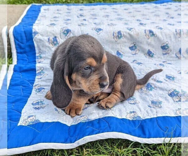 Medium Photo #4 Basset Hound Puppy For Sale in DUNNVILLE, KY, USA