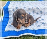 Small Photo #4 Basset Hound Puppy For Sale in DUNNVILLE, KY, USA